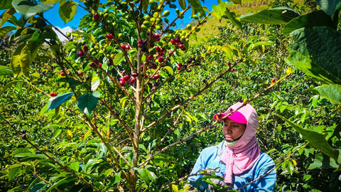 Productor de café de especialidad en finca del Cauca Colombia con trazabilidad de origen