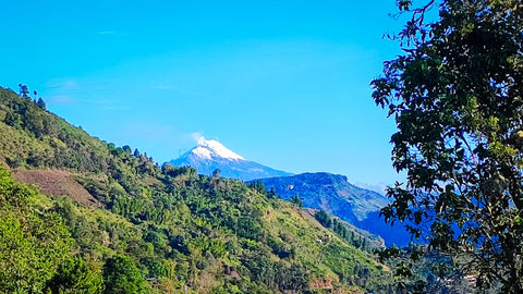 Cultivo de café orgánico en suelos volcánicos del Cauca Colombia al amanecer