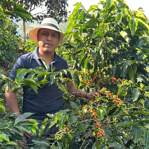 Café Bourbon Rosado de especialidad origen Inzá Cauca Colombia Native Root Coffee