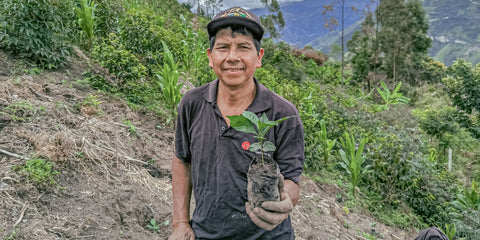 Siembra de nueva variedad de café especial en el Cauca - Native Root
