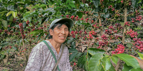 Recolección de café especial durante cosecha en el Cauca - Native Root