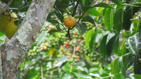 Blends de café de especialidad con origen