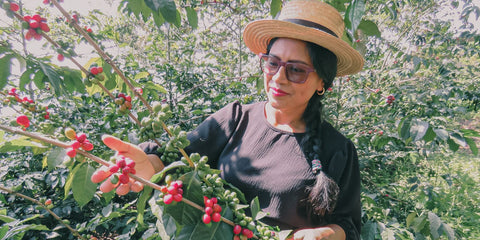 Proceso de café especial de origen Cauca - Native Root Coffee