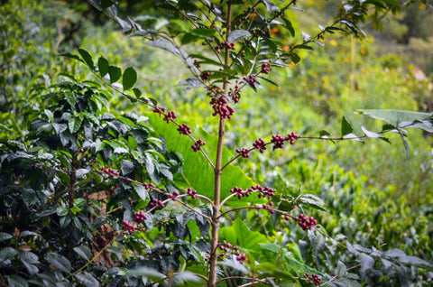 Cómo comprar café de especialidad colombiano