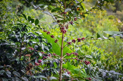 Guía para comprar café de especialidad colombiano de origen Cauca Native Root Coffee