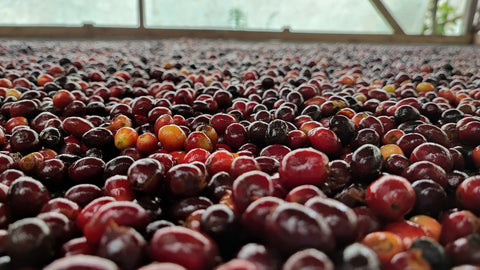 Proceso natural café: sabor, fruta y paciencia