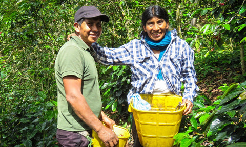 Qué significa café de finca y cómo elegirlo
