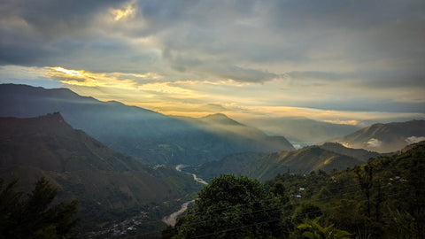 Selección de café de especialidad del Cauca Colombia granos de alta calidad